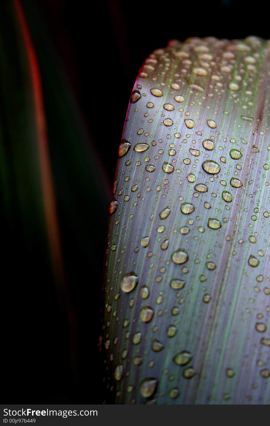 Macro of water droplets on green leaves taken in the pacific coast city of Cannon beach Oregon. Macro of water droplets on green leaves taken in the pacific coast city of Cannon beach Oregon