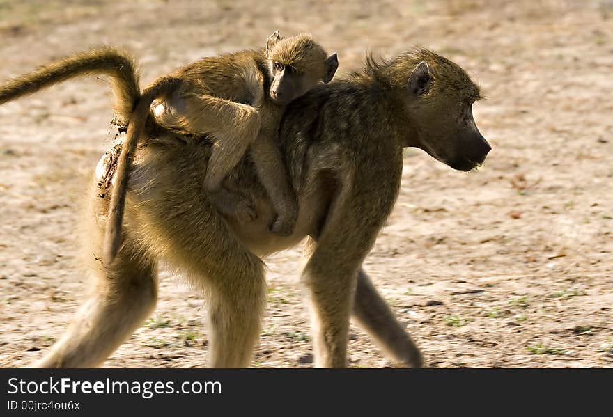 Baby baboon on mothers back in Chobe Game Reserve. Baby baboon on mothers back in Chobe Game Reserve