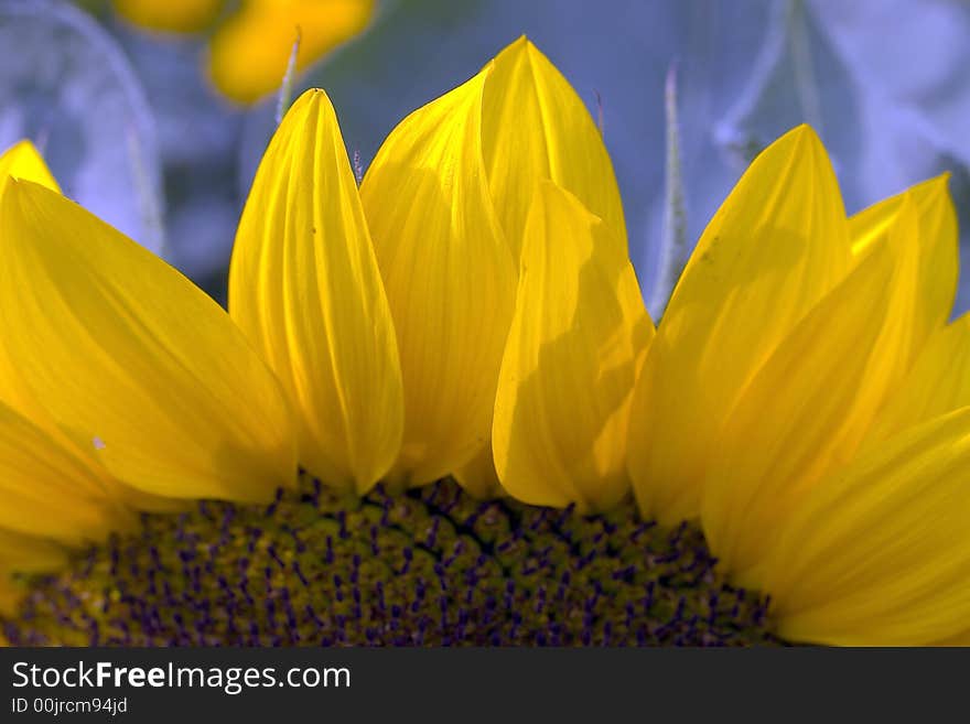 Sunflower have been some petals