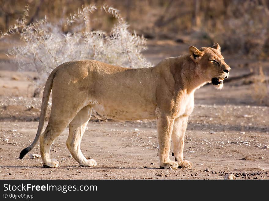 Lioness in Tuli