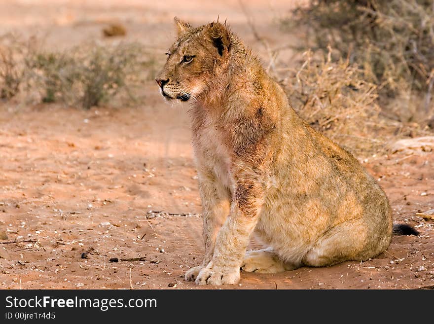 Lion cub