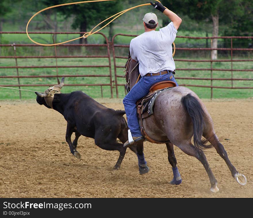 On the horse, roping the heals of a calf. On the horse, roping the heals of a calf.