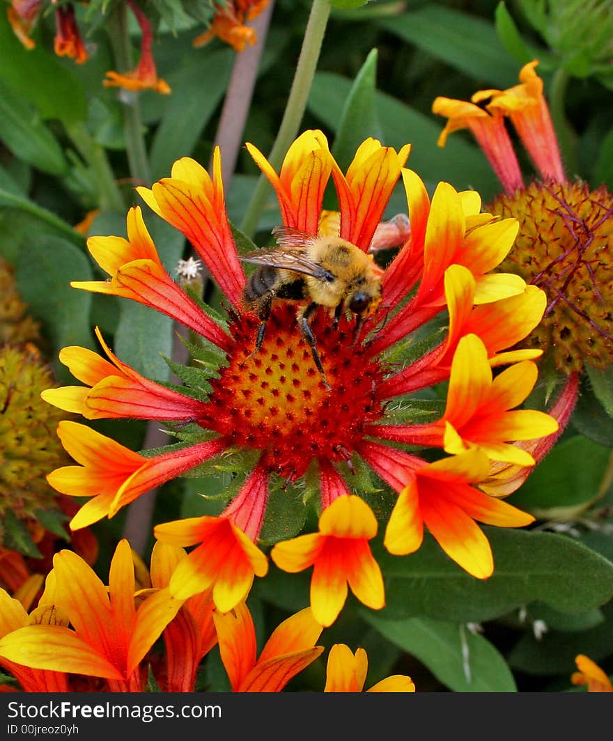 Star Burst Flower with Bee