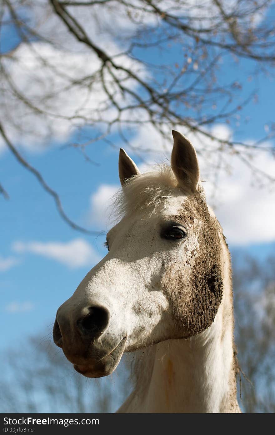 White Horse In A Dirt