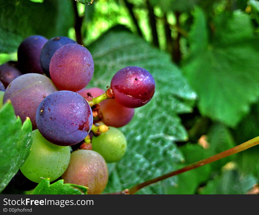 Plump red, green and white wine grapes hanging on the vine in Oregon wine Country. Plump red, green and white wine grapes hanging on the vine in Oregon wine Country