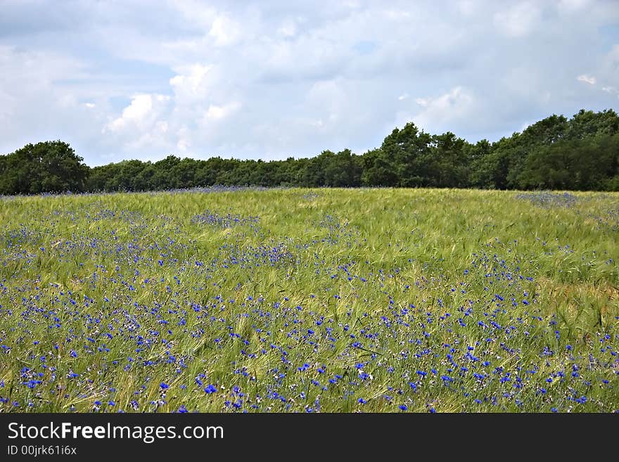 Field with flowers