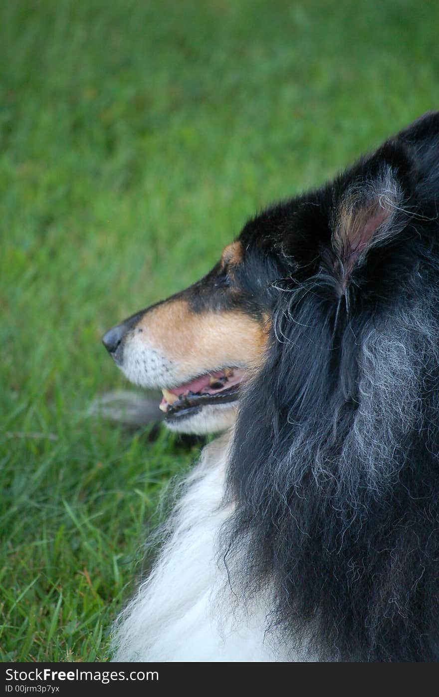 This is Lucy. she is an older collie and was sunning herself in the yard. This is Lucy. she is an older collie and was sunning herself in the yard.