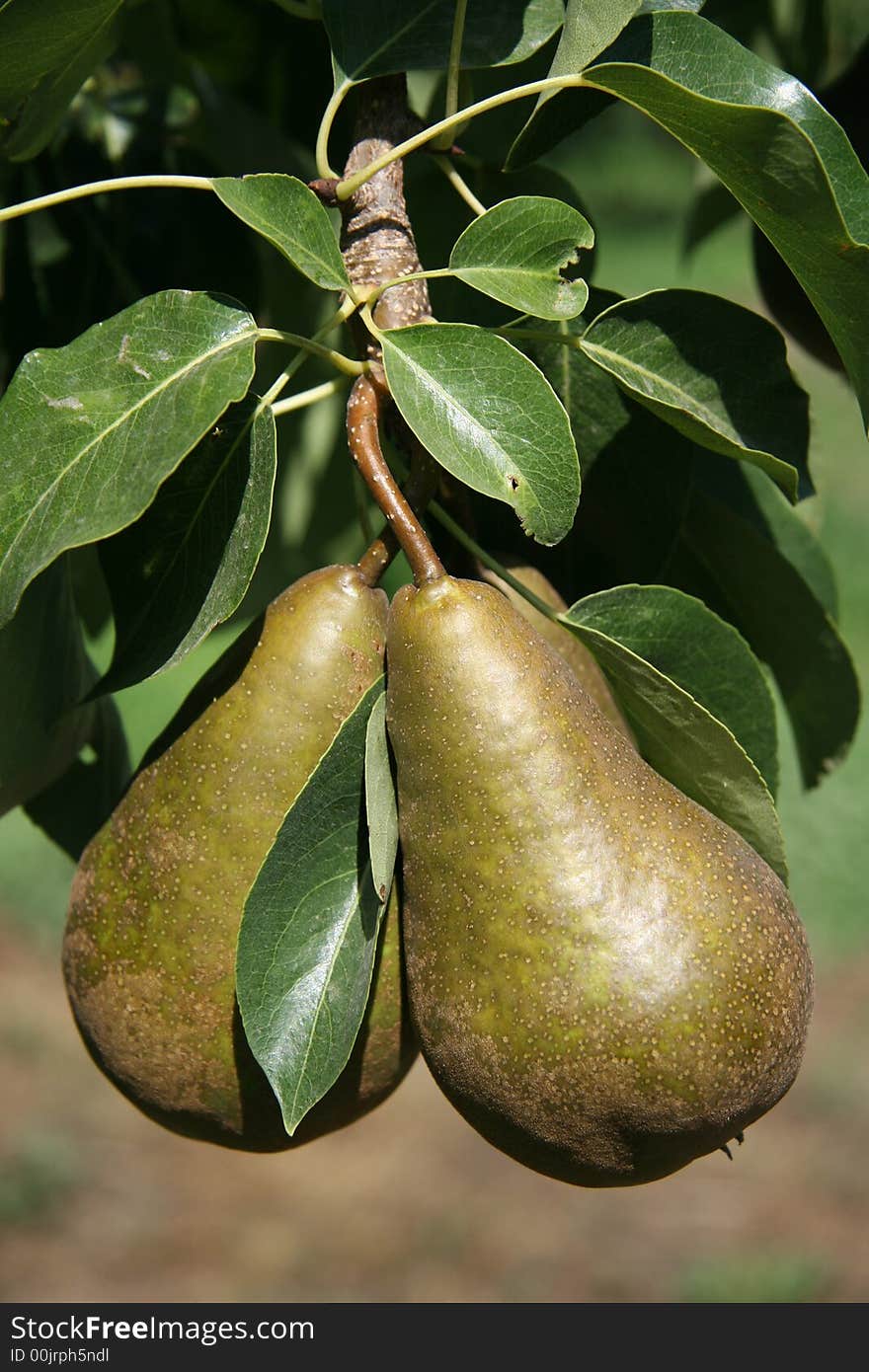 Bosc Pears