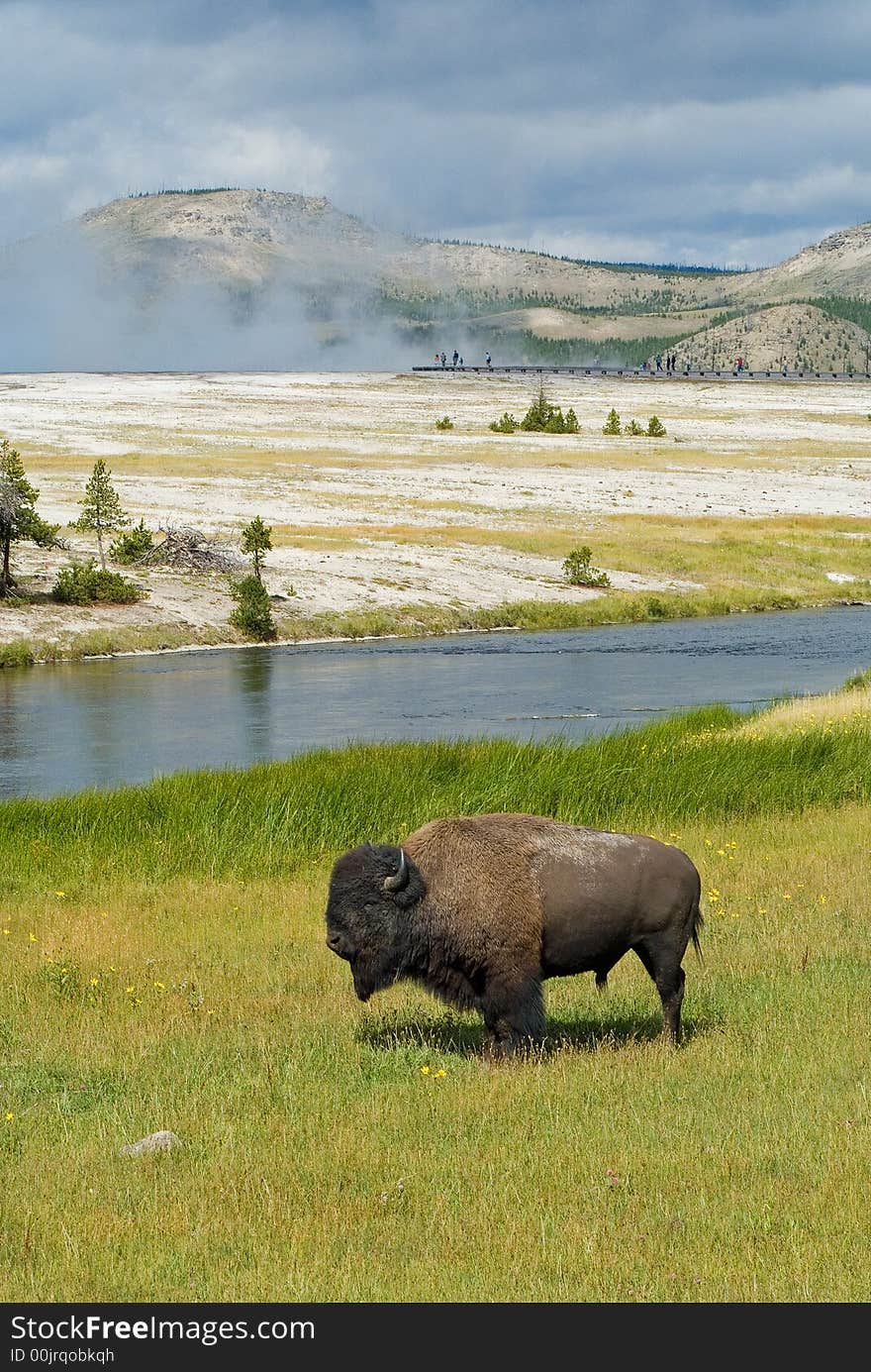 Byson in Yellowstone National Park in a field