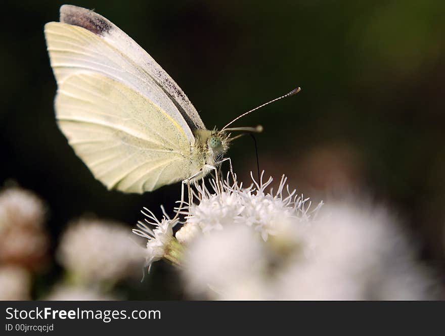 Sulpher Butterfly