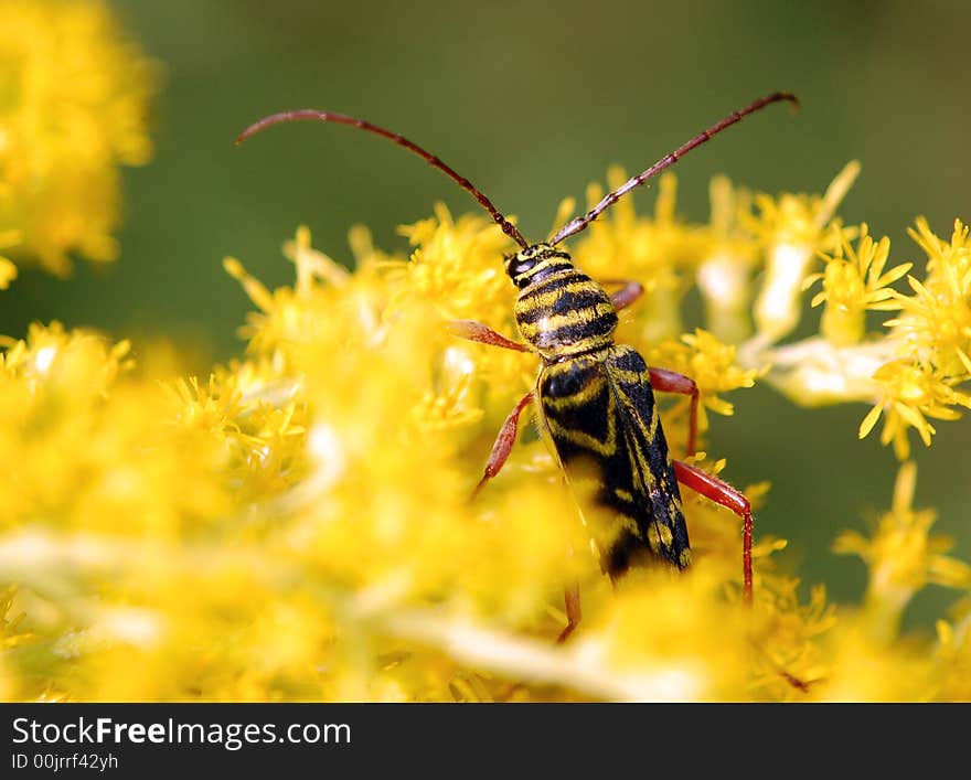 Locust Borer