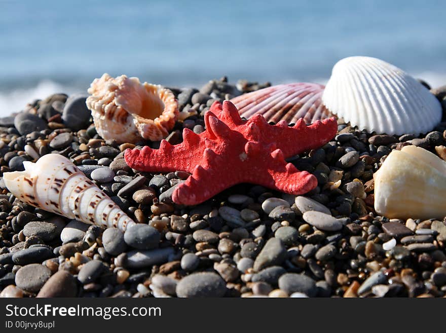 Starfish and cockleshells on seacoast