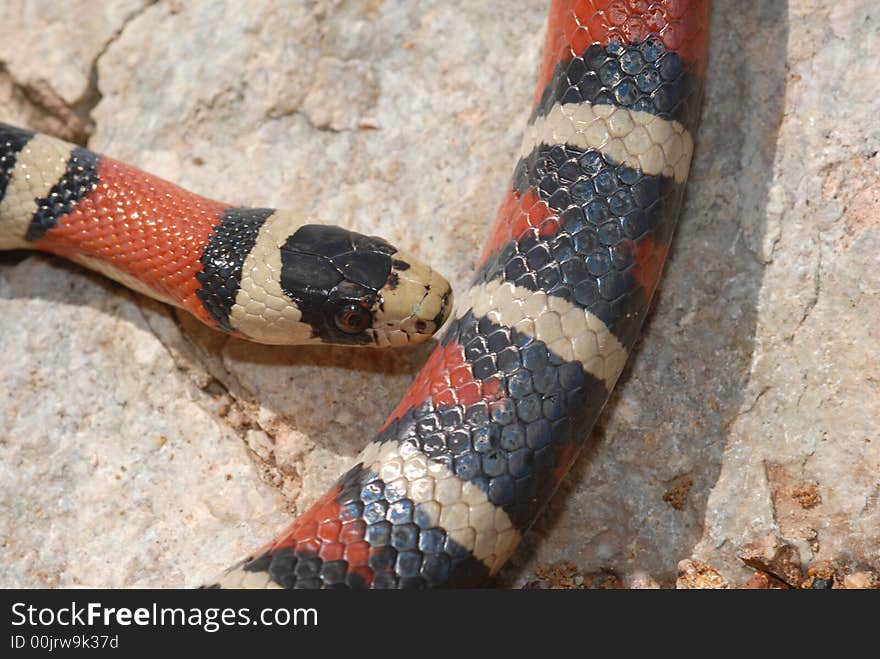 An Arizona mountain kingsnake photographed in the mountains of southern Arizona. An Arizona mountain kingsnake photographed in the mountains of southern Arizona.