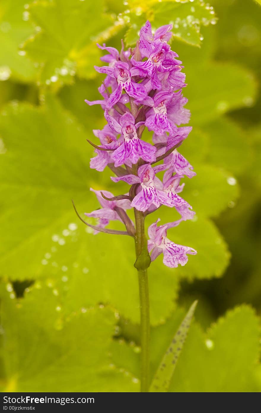 Flower in the Kachkar park in east Turkey