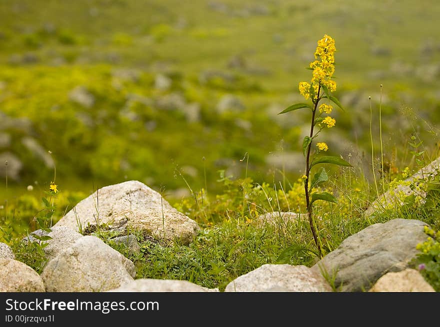 Flower in the Kachkar park in east Turkey