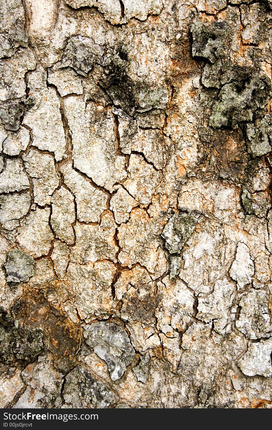 Texture on surface of a old tree. Texture on surface of a old tree.