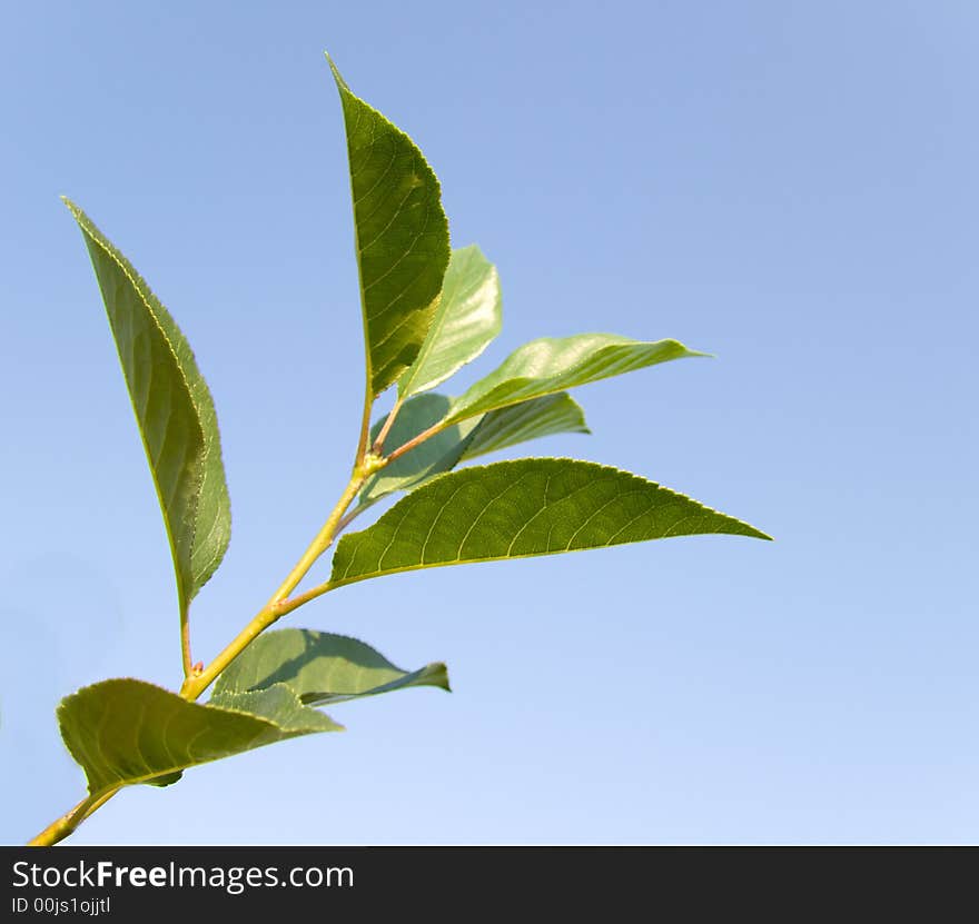 Green leaves of a cherry on a background of the clean blue sky. A background on a theme about seasonal changes. Green leaves of a cherry on a background of the clean blue sky. A background on a theme about seasonal changes.