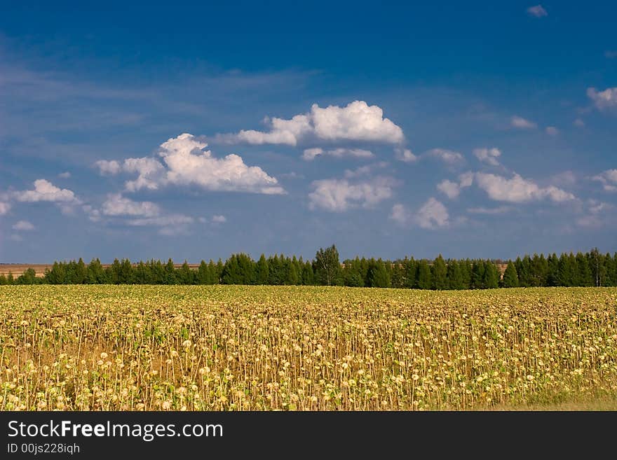 Summer landscape - sunflowers