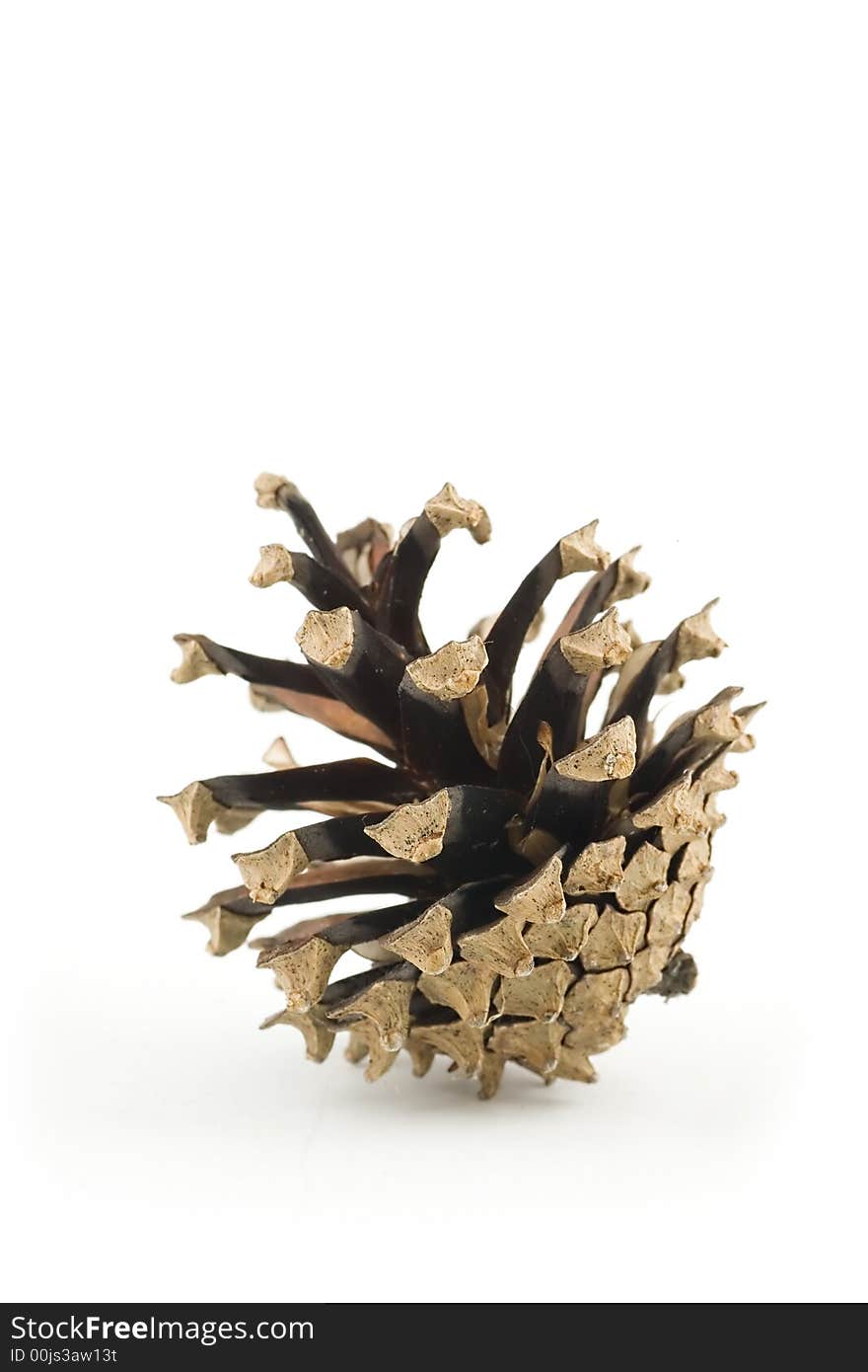 Pine Cone