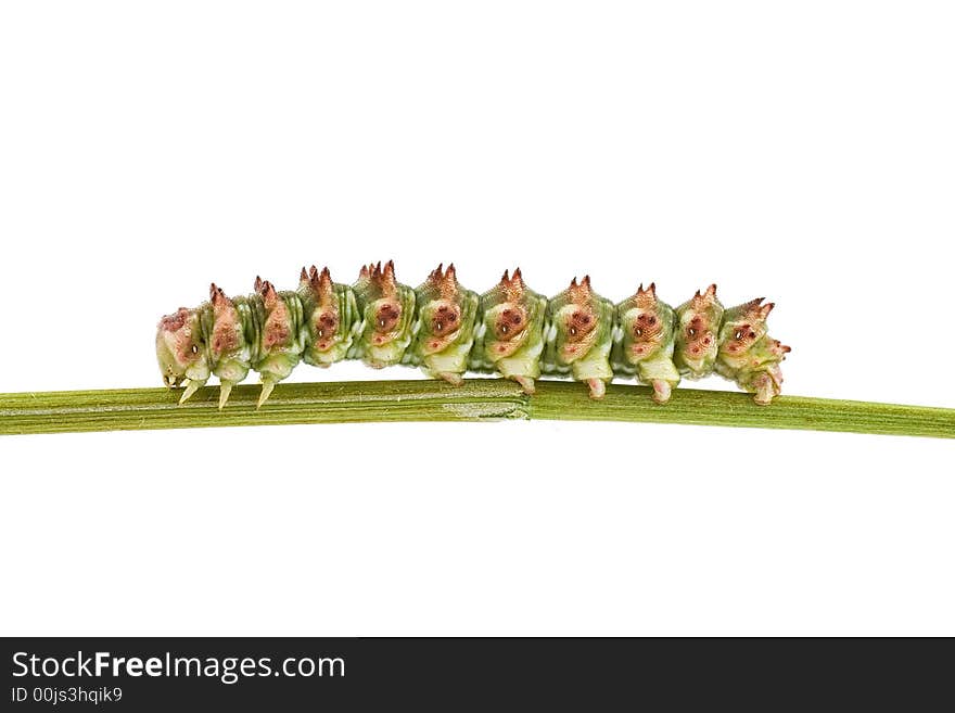 Caterpillar of Scarce Wormwood butterfly isolated on white