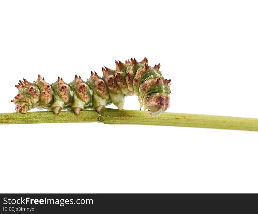 Caterpillar of Scarce Wormwood butterfly isolated on white