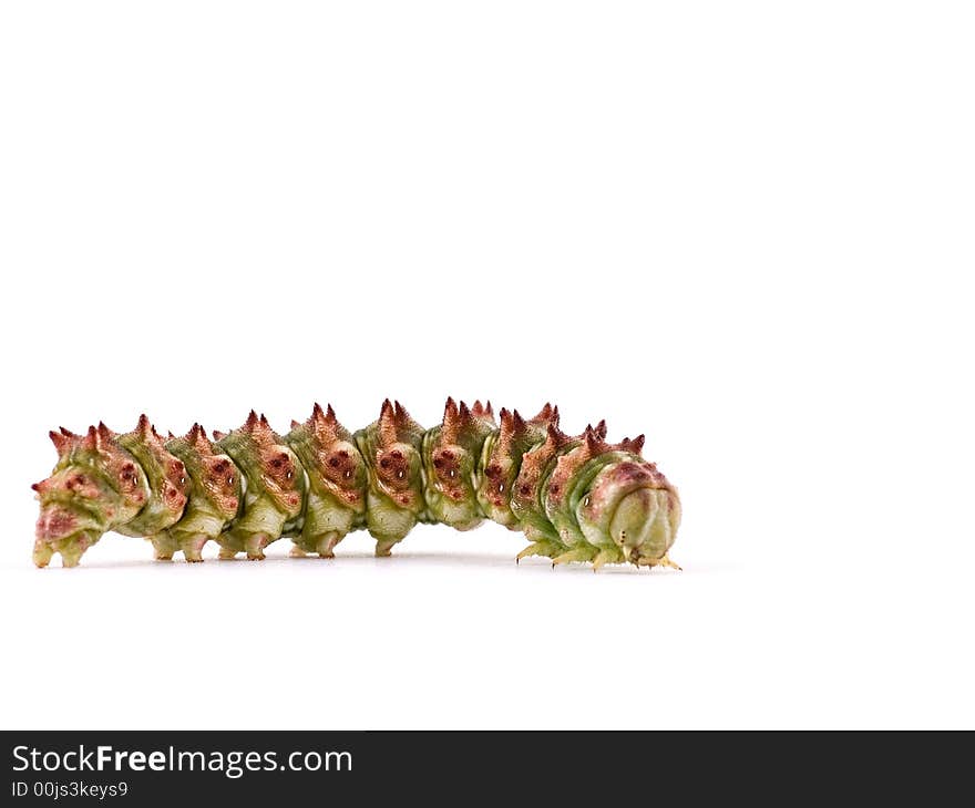 Caterpillar of Scarce Wormwood butterfly isolated on white