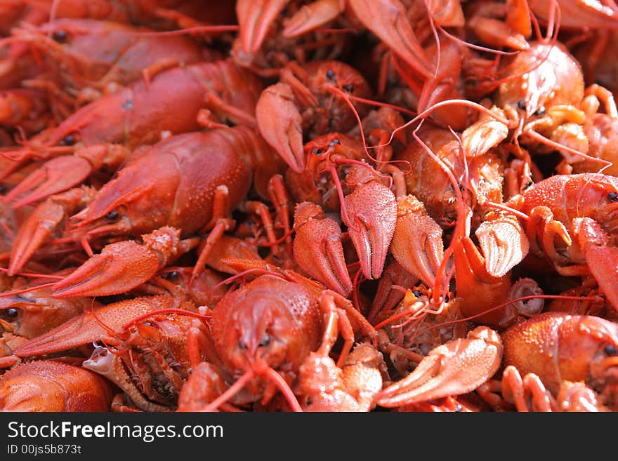 Close-up of many excellent hot large boiled crayfishes. Close-up of many excellent hot large boiled crayfishes