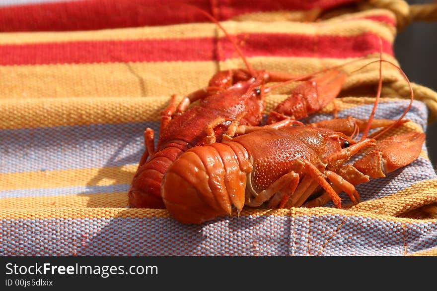 Two large red boiled crayfishes on a striped linen. Two large red boiled crayfishes on a striped linen