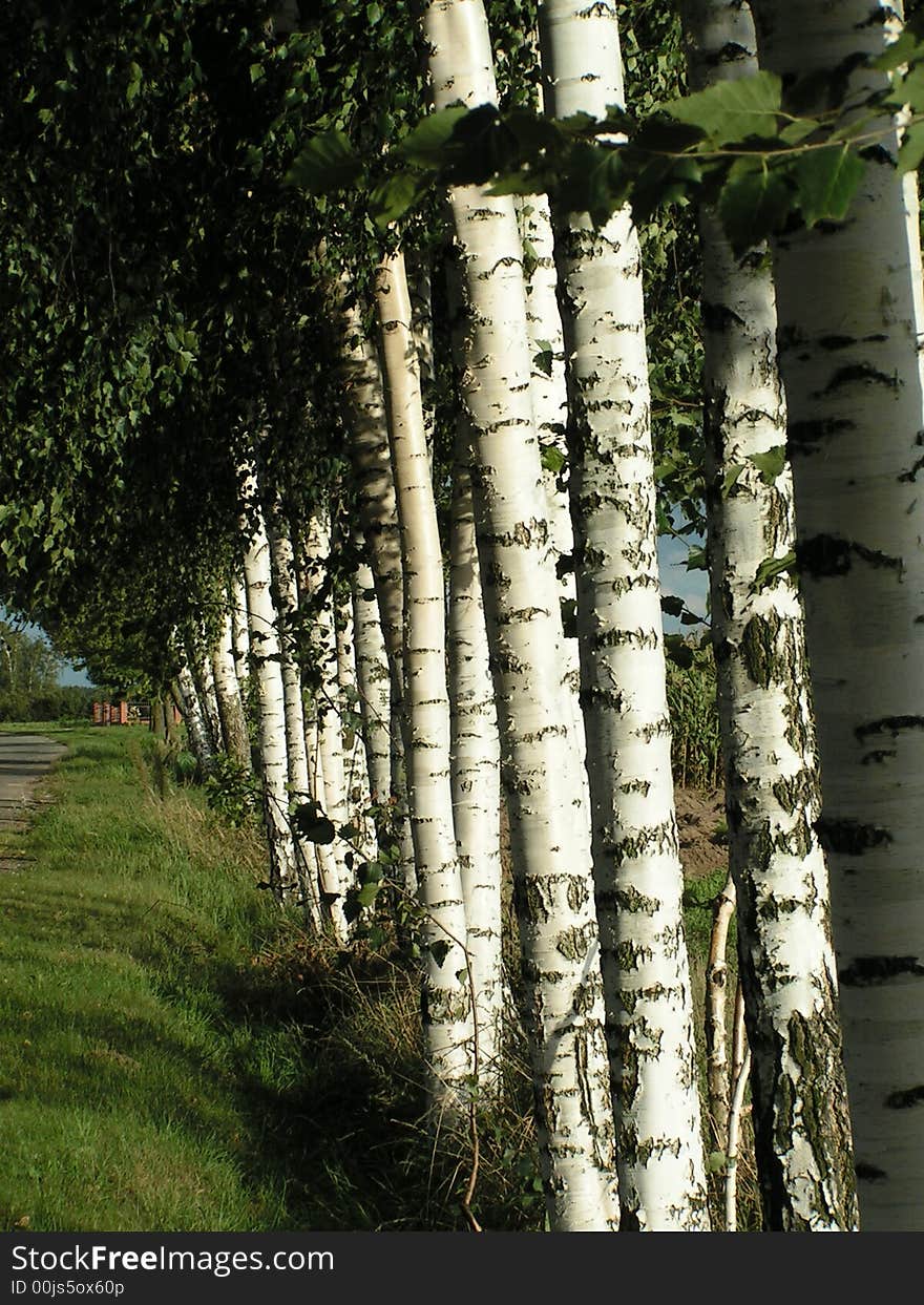 White trees (Betula pubescens)in sun. White trees (Betula pubescens)in sun