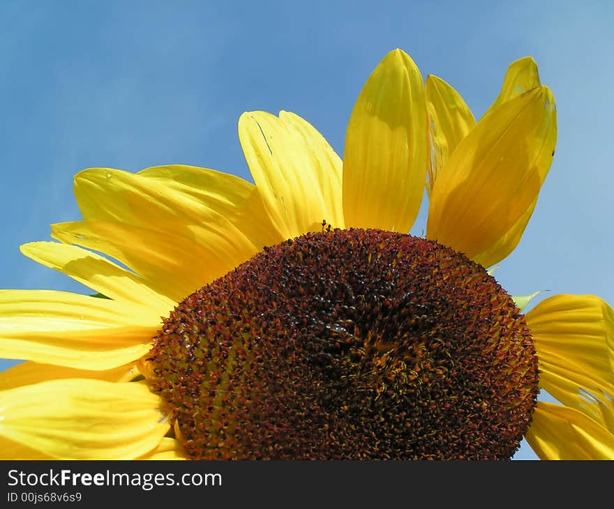 End of sommer - sunflower in sun