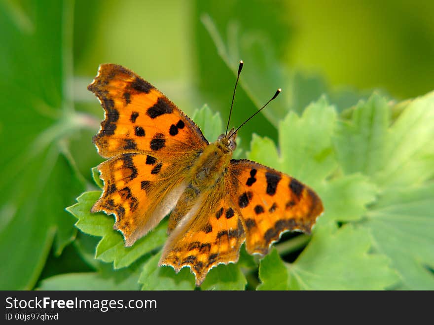 Butterfly Collecting Nectar