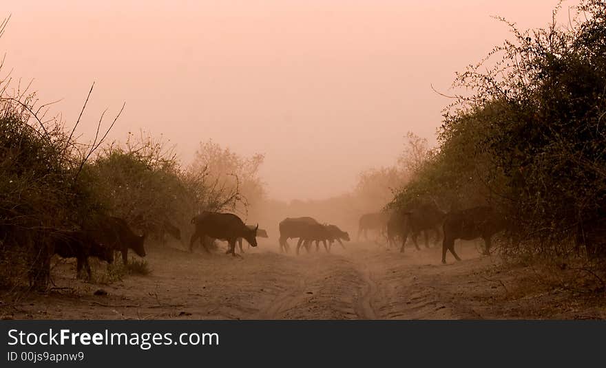 Herd of buffaloes crossing the road during a sunset