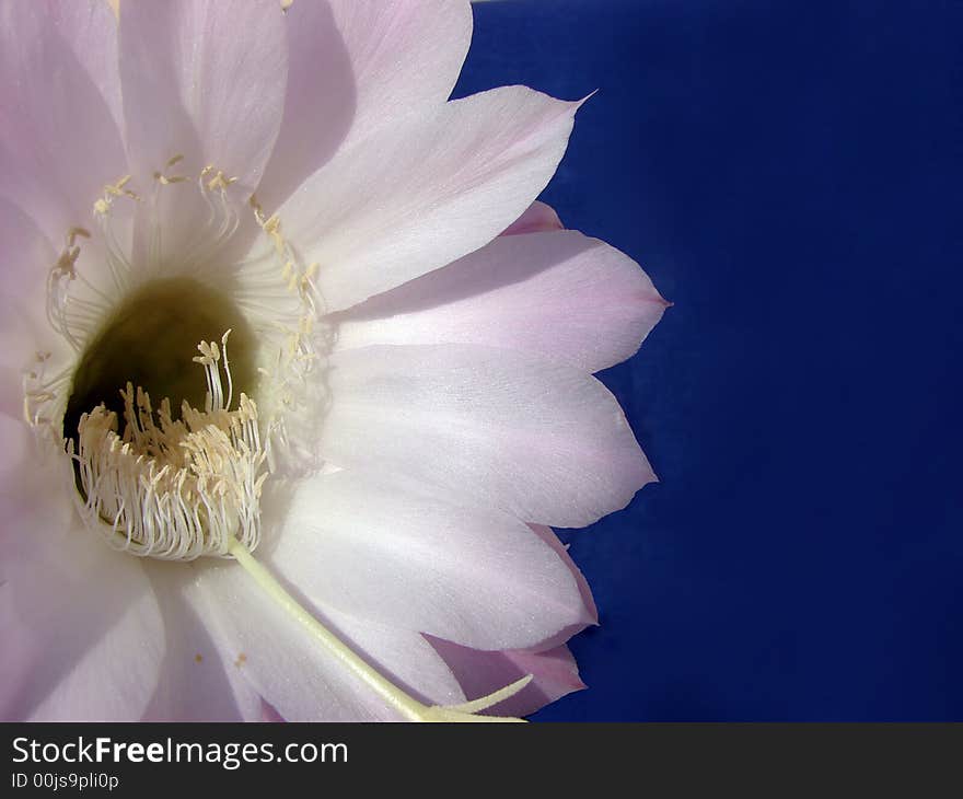 Cactus flower