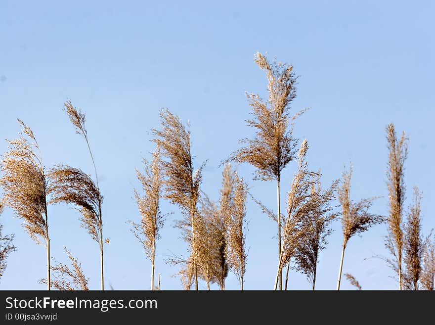 Reeds blowing in the wind in the Biesbosch (Netherlands)