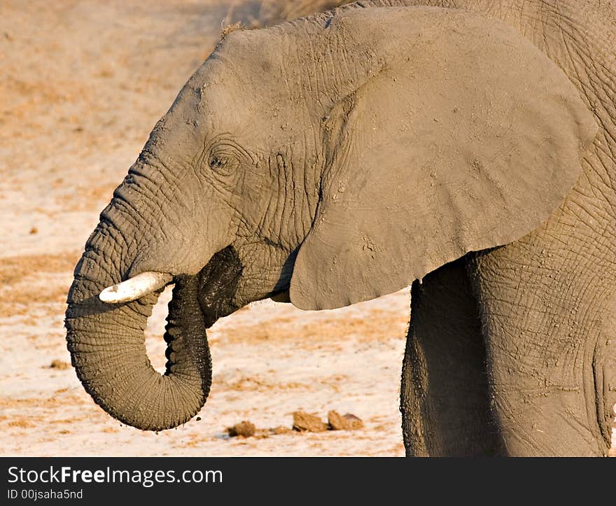 Close up of an elephant drinking in Chobe Game Reserve