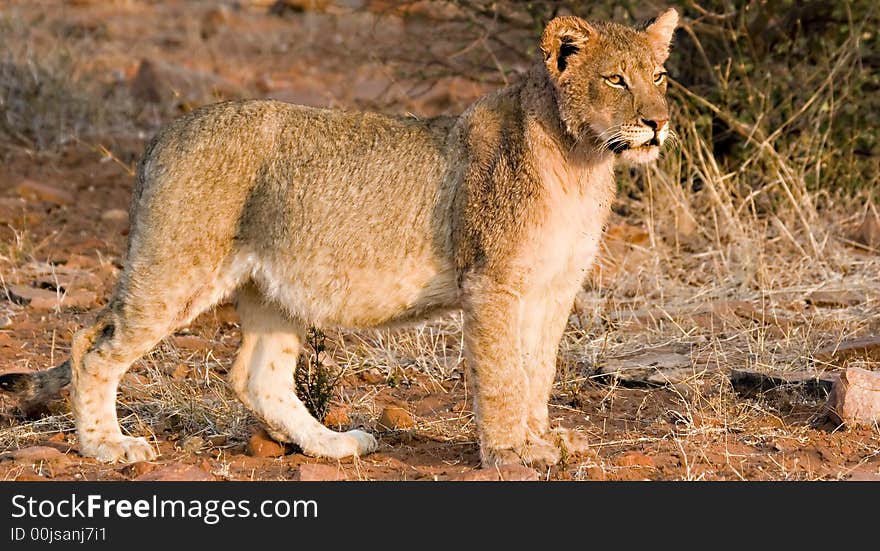 Lion cub in Tuli Block Reserve Botswana