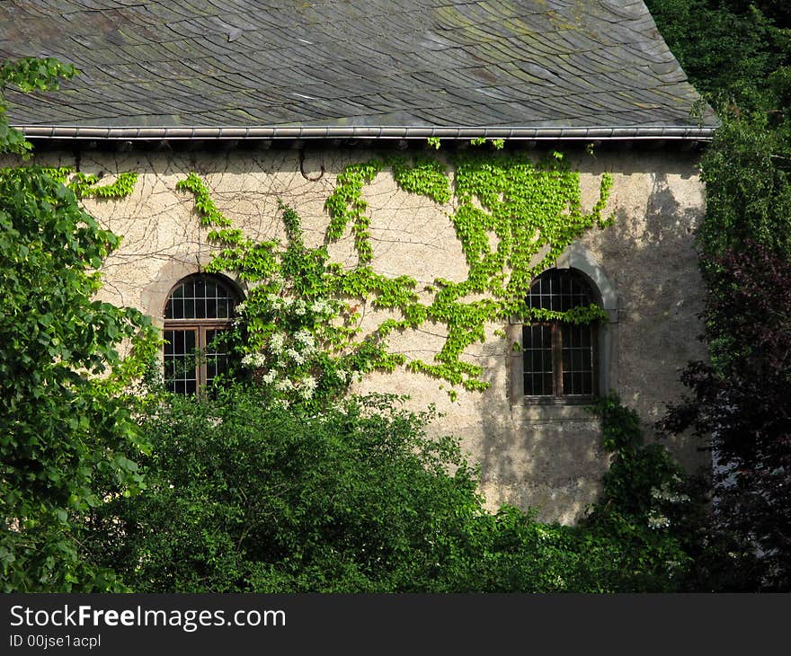 Detail of a old building with ivy growing on the side. Detail of a old building with ivy growing on the side