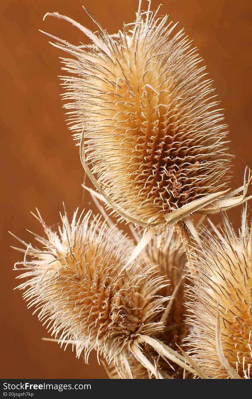 Golden dry grass in a sunlight, a close up,