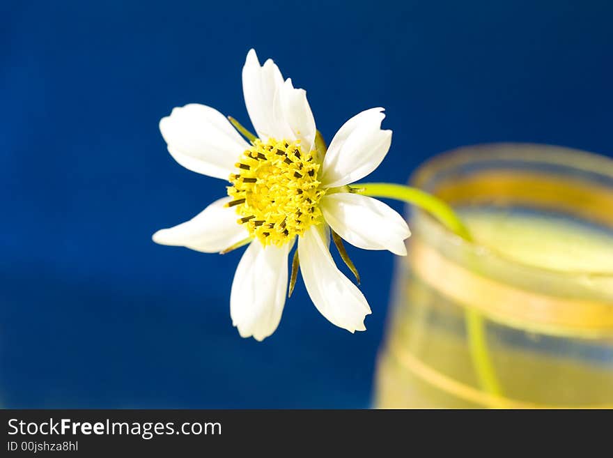 White chamomile, macro