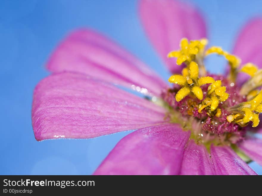 Petals of pink flower