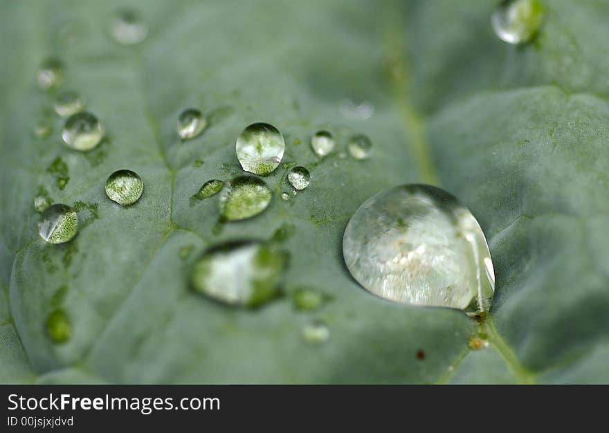 Closeup of a drop of water on a green leave. Closeup of a drop of water on a green leave