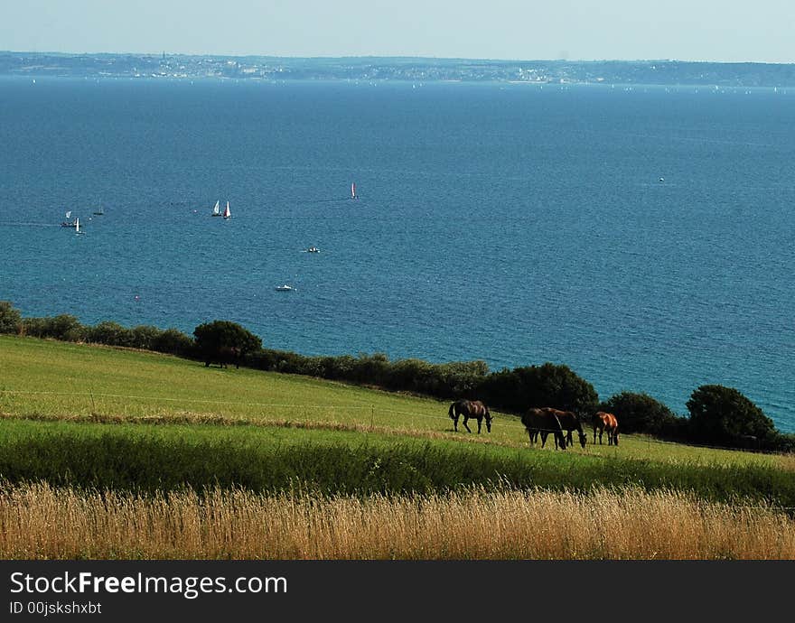 Horses near the sea