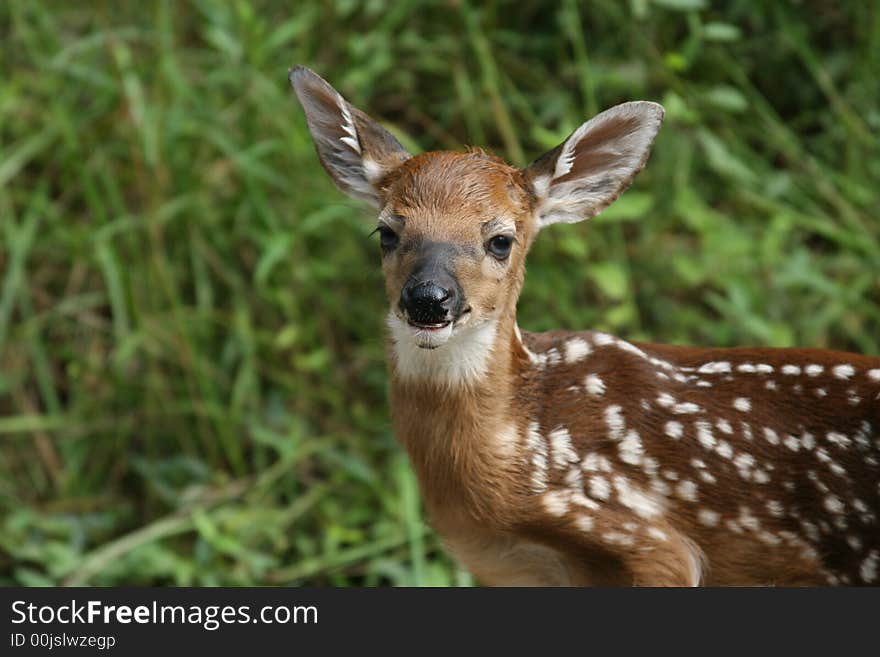 Whitetail Deer Fawn