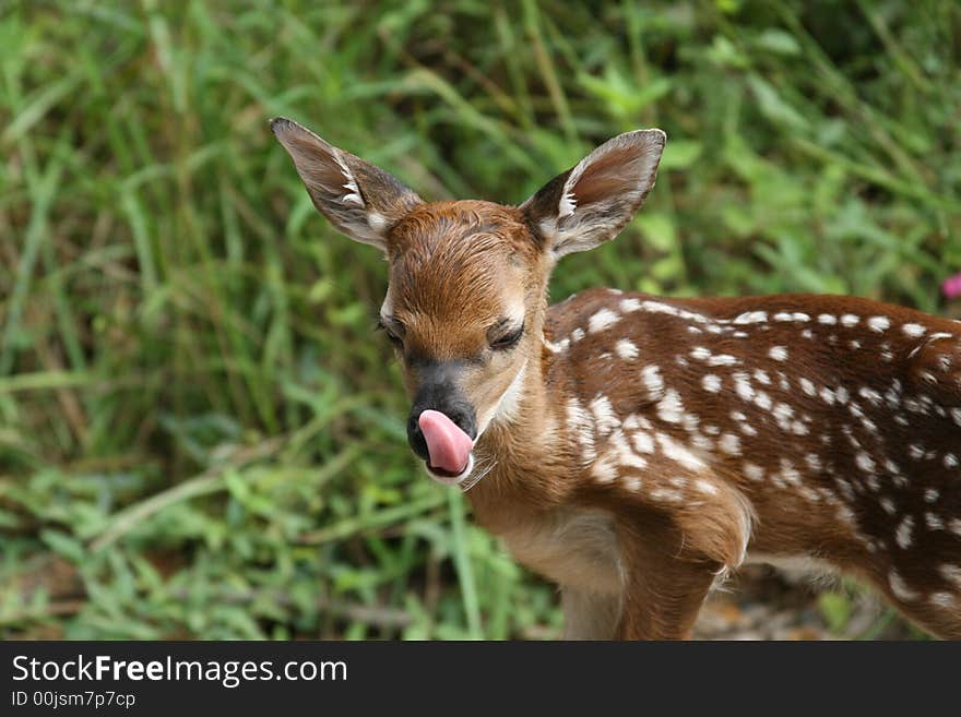 Whitetail Deer Fawn