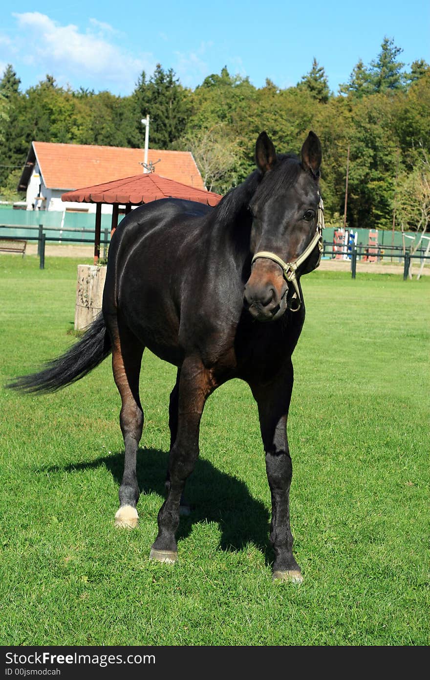 Beautiful Horse Grazing on Farmland