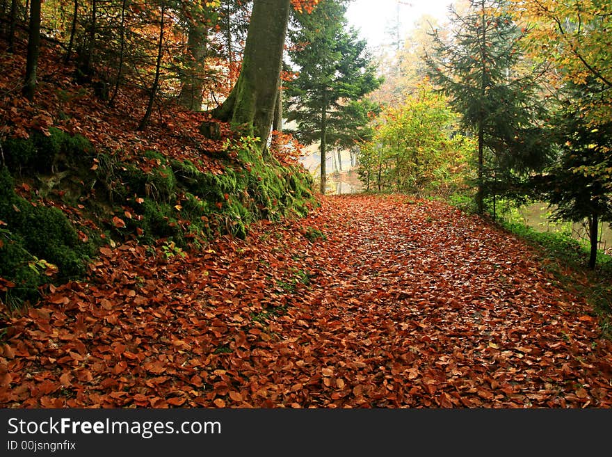 Autumn forest with road and fallen leaves