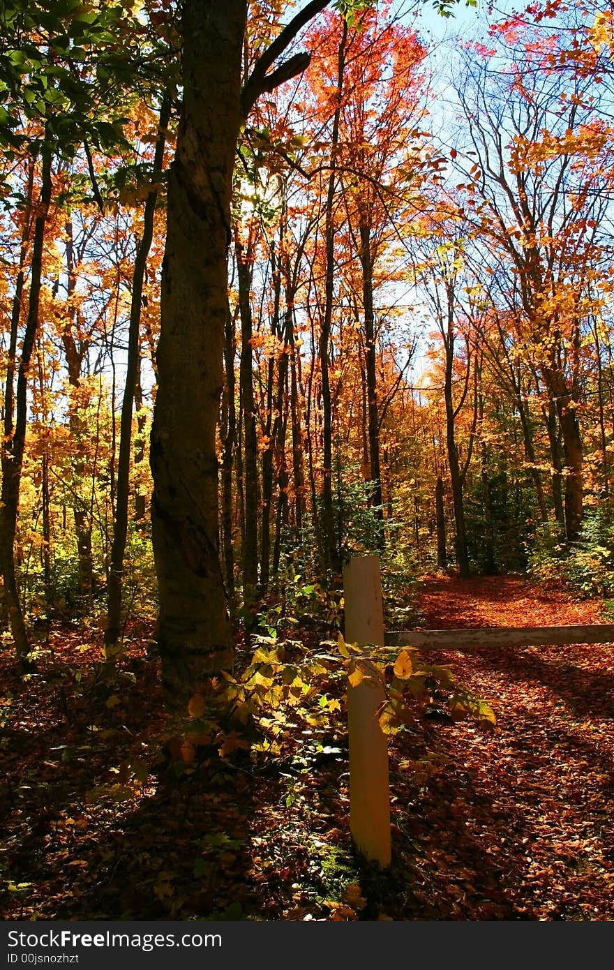 Autumn trees in a forest on a bright sunny day. Autumn trees in a forest on a bright sunny day