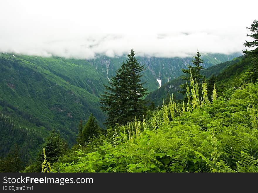 Beautiful lush green valley in Juneau Alaska. Beautiful lush green valley in Juneau Alaska