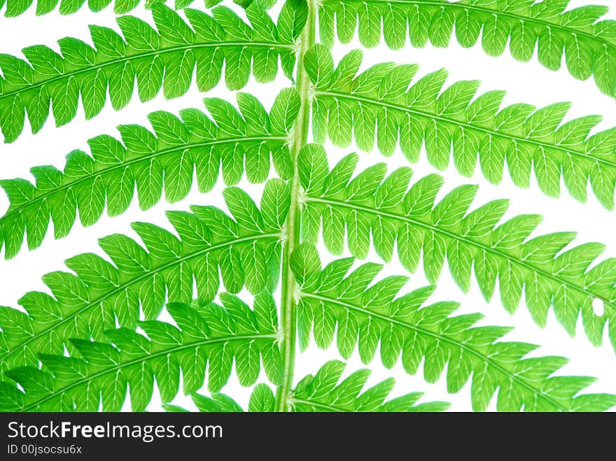 Neon green leaves on white background. Neon green leaves on white background