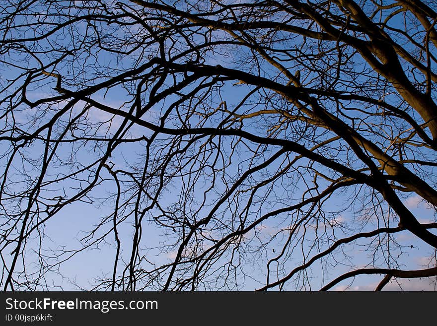 Tree branches and the sky